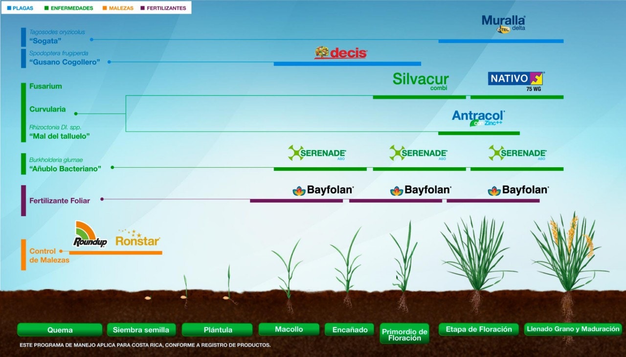 Fenología Arroz